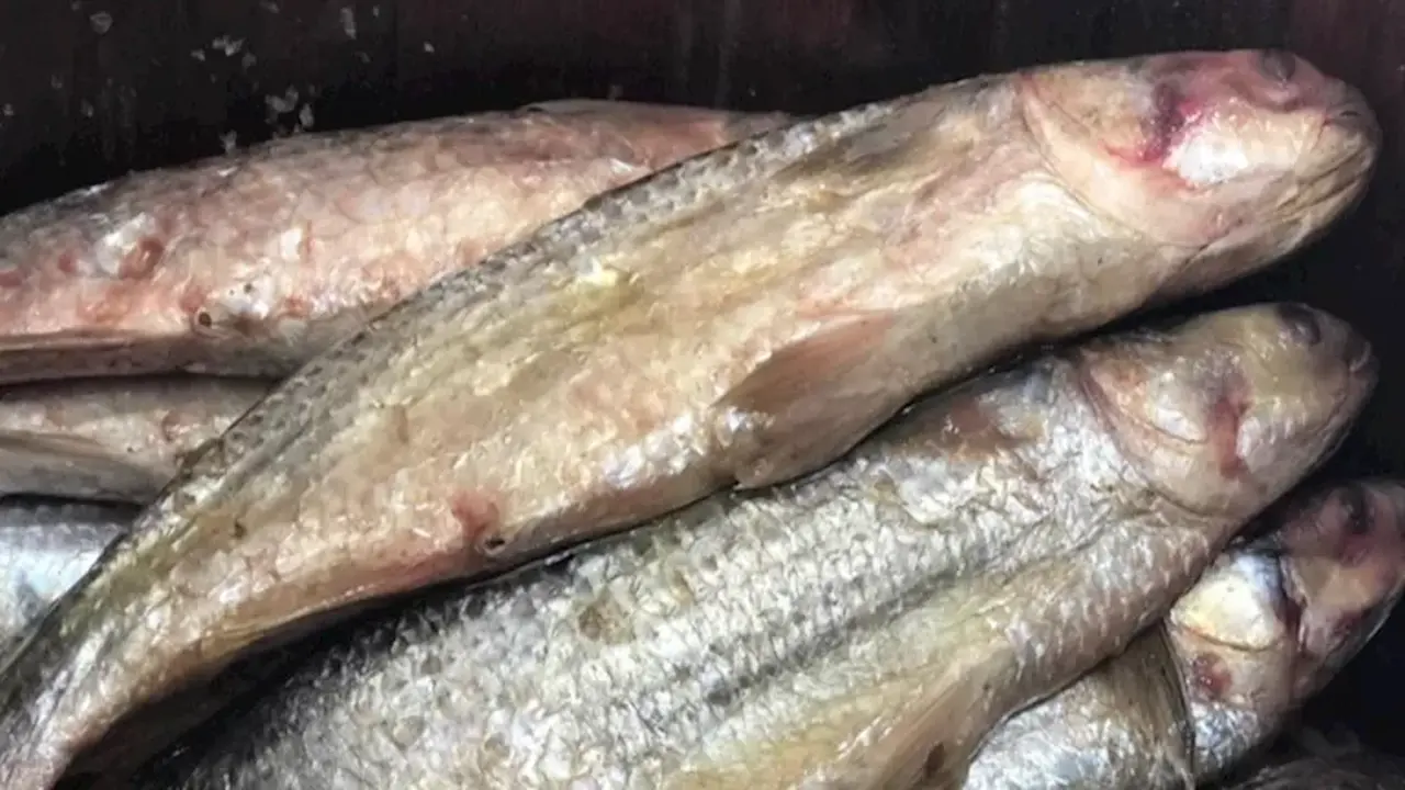 10 إرشادات ذهبية لحماية نفسك من أمراض الأسماك المملحة في شم النسيم